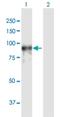 Phosphodiesterase 4A antibody, H00005141-D01P, Novus Biologicals, Western Blot image 