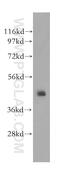 Secernin 2 antibody, 11485-2-AP, Proteintech Group, Western Blot image 