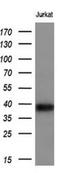 CD1c Molecule antibody, NBP2-46123, Novus Biologicals, Western Blot image 