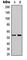 STEAP3 Metalloreductase antibody, abx121761, Abbexa, Western Blot image 