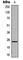 Homeobox A6 antibody, abx121938, Abbexa, Western Blot image 