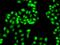 Heterogeneous Nuclear Ribonucleoprotein A1 antibody, LS-C747546, Lifespan Biosciences, Immunofluorescence image 