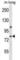 Dual Specificity Tyrosine Phosphorylation Regulated Kinase 4 antibody, abx028415, Abbexa, Western Blot image 