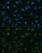 Nucleoporin 98 antibody, GTX64618, GeneTex, Immunofluorescence image 