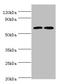 CAMP Responsive Element Binding Protein 3 Like 2 antibody, orb353121, Biorbyt, Western Blot image 