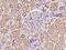 Phosphoribosyl Pyrophosphate Synthetase Associated Protein 2 antibody, 204185-T08, Sino Biological, Immunohistochemistry frozen image 