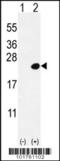 Docking Protein 5 antibody, 63-151, ProSci, Western Blot image 