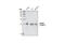 Cell Division Cycle 42 antibody, 2466T, Cell Signaling Technology, Western Blot image 