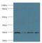 Glutathione S-Transferase Kappa 1 antibody, LS-C369748, Lifespan Biosciences, Western Blot image 