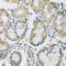 Mitochondrial Ribosomal Protein L1 antibody, A13806, Boster Biological Technology, Immunohistochemistry frozen image 