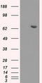 Histone deacetylase 10 antibody, LS-C114831, Lifespan Biosciences, Western Blot image 