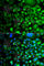 Molybdenum Cofactor Synthesis 3 antibody, A7367, ABclonal Technology, Immunofluorescence image 