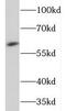 Neuralized E3 Ubiquitin Protein Ligase 1 antibody, FNab05670, FineTest, Western Blot image 