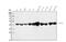 Argininosuccinate Synthase 1 antibody, M02212-2, Boster Biological Technology, Western Blot image 