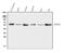 Protein Disulfide Isomerase Family A Member 3 antibody, M01464-4, Boster Biological Technology, Western Blot image 