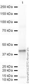Interferon Induced Transmembrane Protein 3 antibody, ab109429, Abcam, Western Blot image 