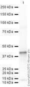 Interferon-induced transmembrane protein 3 antibody, ab109429, Abcam, Western Blot image 