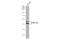 CCAAT Enhancer Binding Protein Beta antibody, GTX100675, GeneTex, Western Blot image 