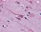Gastrulation Brain Homeobox 2 antibody, orb89304, Biorbyt, Immunohistochemistry paraffin image 