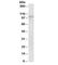 NLR Family Member X1 antibody, R34795-100UG, NSJ Bioreagents, Western Blot image 