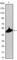 Keratin 15 antibody, abx011778, Abbexa, Western Blot image 