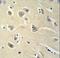 Proenkephalin-A antibody, LS-C163520, Lifespan Biosciences, Immunohistochemistry frozen image 