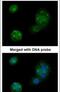 Thrombomodulin antibody, PA5-21924, Invitrogen Antibodies, Immunofluorescence image 