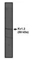 Kv1.3Potassium Channel antibody, orb108843, Biorbyt, Western Blot image 