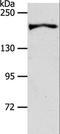 A-Kinase Anchoring Protein 12 antibody, LS-C406039, Lifespan Biosciences, Western Blot image 