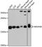 NADH:Ubiquinone Oxidoreductase Subunit A8 antibody, LS-C747299, Lifespan Biosciences, Western Blot image 