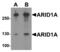 AT-Rich Interaction Domain 1A antibody, MBS153652, MyBioSource, Western Blot image 