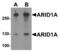 B120 antibody, MBS153652, MyBioSource, Western Blot image 