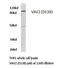 Vav Guanine Nucleotide Exchange Factor 2 antibody, LS-C176997, Lifespan Biosciences, Western Blot image 