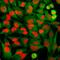 High Mobility Group Box 1 antibody, NBP2-25148, Novus Biologicals, Immunofluorescence image 