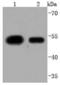 Kruppel Like Factor 4 antibody, A00120-1, Boster Biological Technology, Western Blot image 