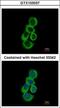 Betaine--Homocysteine S-Methyltransferase antibody, GTX103037, GeneTex, Immunofluorescence image 