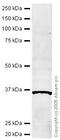 Interferon Regulatory Factor 1 antibody, ab26109, Abcam, Western Blot image 