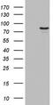 Periostin antibody, LS-C338851, Lifespan Biosciences, Western Blot image 