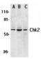 Checkpoint Kinase 2 antibody, MBS151546, MyBioSource, Western Blot image 