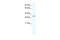 Spi-C Transcription Factor antibody, 28-755, ProSci, Western Blot image 