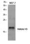 Histone H3 antibody, STJ93528, St John