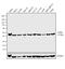 CAMP Responsive Element Binding Protein 1 antibody, MA1-083, Invitrogen Antibodies, Western Blot image 