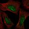 Ataxin 3 antibody, HPA069338, Atlas Antibodies, Immunofluorescence image 