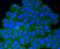 Protein Phosphatase 2 Catalytic Subunit Beta antibody, NBP2-67512, Novus Biologicals, Immunocytochemistry image 