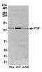 PAX Interacting Protein 1 antibody, A300-370A, Bethyl Labs, Western Blot image 
