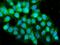 Caspase 5 antibody, A05259-4, Boster Biological Technology, Immunofluorescence image 