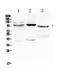 Activating Transcription Factor 6 antibody, A00655, Boster Biological Technology, Western Blot image 