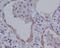 NLR Family Pyrin Domain Containing 3 antibody, M00034, Boster Biological Technology, Immunohistochemistry frozen image 