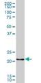 RERG Like antibody, H00079785-B01P, Novus Biologicals, Western Blot image 