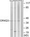 Olfactory Receptor Family 4 Subfamily Q Member 3 antibody, PA5-39640, Invitrogen Antibodies, Western Blot image 